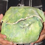 cabbage closeup