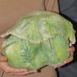 cabbage dream closeup
