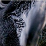 cropped-cropped_penguin.jpg