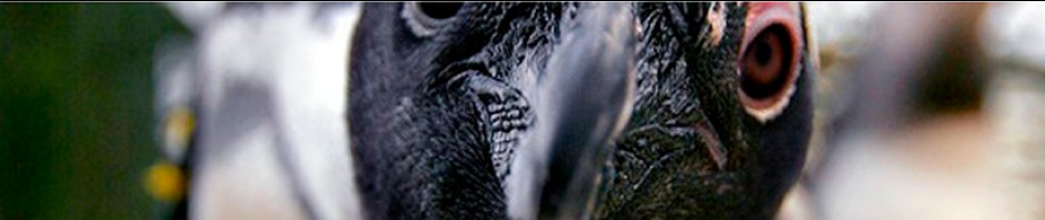 cropped-cropped_penguin.jpg
